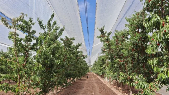 Mendoza lanza al mercado una malla de protección para cerezos inédita: innovación para un sector en crecimiento