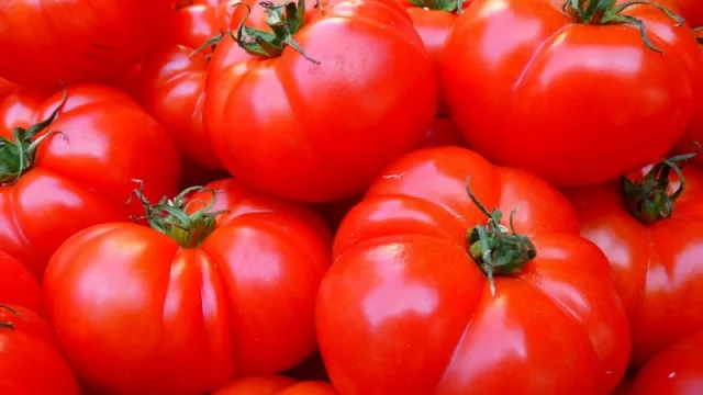 Crisis en la industria del tomate: productores de Mendoza y San Juan enfrentan desafíos económicos y climáticos