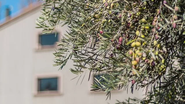 Mayo, mes de la Oliva: la cultura olivícola se potencia y abre nuevos horizontes