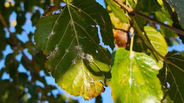 Cochinilla harinosa: la comuna insta a no realizar podas clandestinas y desaconseja el uso de productos químicos