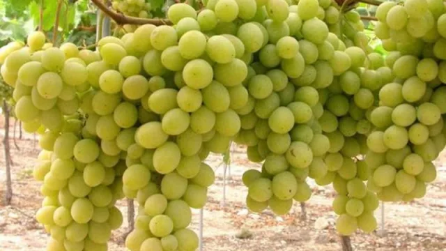 Chardonnay, una de las tres variedades blancas más demandadas en modalidad granel
