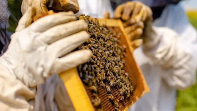 Llega el segundo Encuentro Internacional Apícola en el Sur de Mendoza