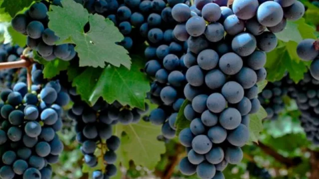 Semana del Bonarda: una variedad con historia, presente y futuro