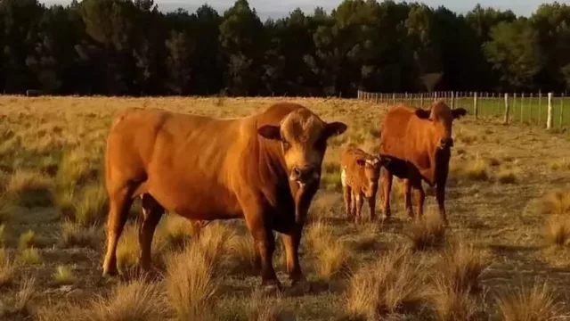 El INTA trasladó el histórico programa de Bovino Criollo y Tucumán pierde un emblema genético