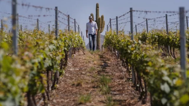 Una mirada desde los Valles Calchaquíes: Ramiro Rocha comparte su recorrido profesional y la pasión por el trabajo vitivinícola
