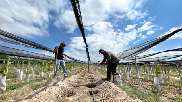 CrowdFarming.Wine introduce en Mendoza la tecnología de biofísica agrícola de Kyminasi Technology