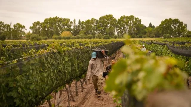 ¿Buscas empleo? Adecco busca talento para la temporada de Vendimia en Mendoza