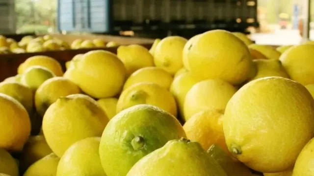 Tucumán se posiciona como el principal polo limonero del país (concentra el 67,14% de la producción citrícola)