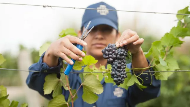 La crisis vitivinícola en Cuyo: Causas, impacto y desafíos 2026