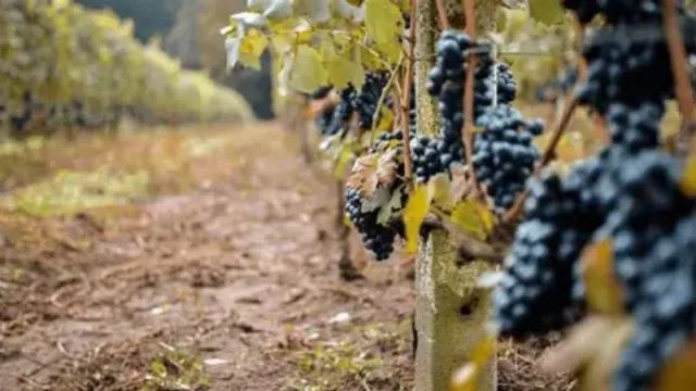 Dos bodegas salteñas obtuvieron el sello “Vitivinicultura Argentina Sostenible” y posicionan los vinos de altura