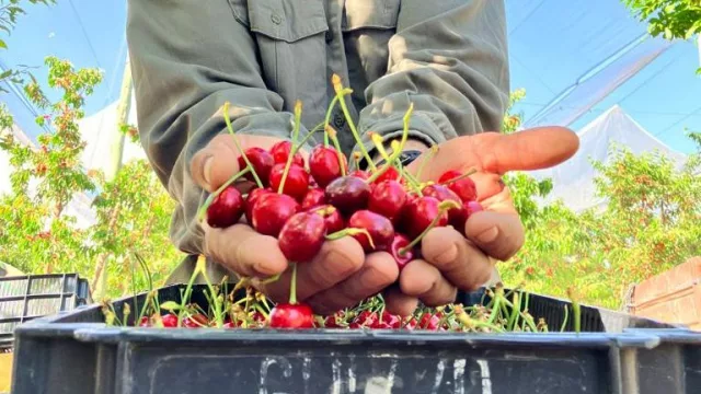 La cereza mendocina busca consolidar su competitividad con foco en la producción temprana