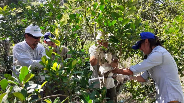 La crisis yerbatera vuelve a tensionar al sector (precios en disputa y reclamos en Misiones)