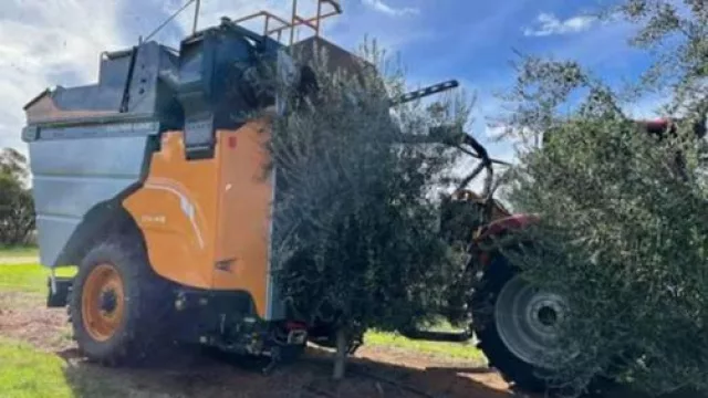 La revolución del olivo: la cosechadora arrastrada que multiplica la productividad con mínima mano de obra