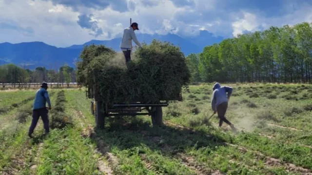 El orégano mendocino de San Carlos es el único en el mundo que certifica Indicación Geográfica