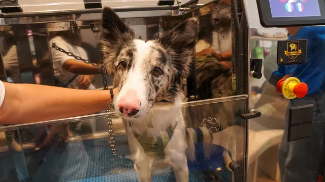 Ni peluqueros ni turnos, Lavakan trae el "lavado automático" para perros y pone la mira en Mendoza para su expansión