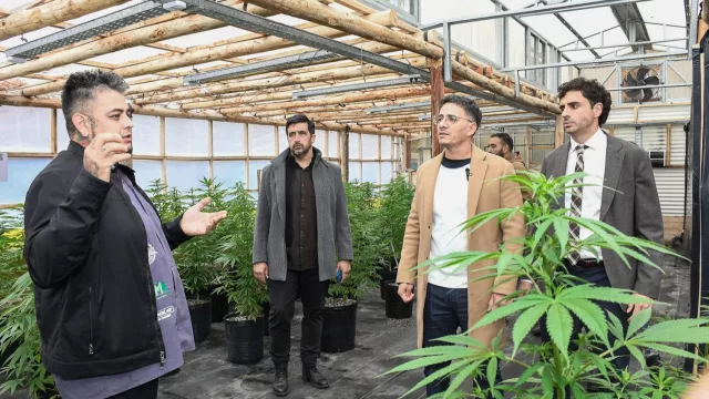 Una empresa de Guaymallén es la primera en ingresar al Registro de Cannabis Medicinal