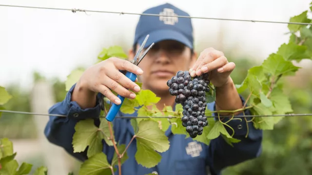 Los viñateros de Mendoza advierten que la crisis amenaza la continuidad de miles de productores