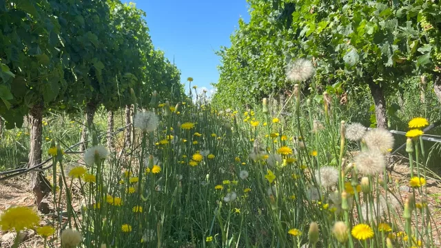 Chandon Argentina obtuvo la primera certificación Regenagri de Argentina