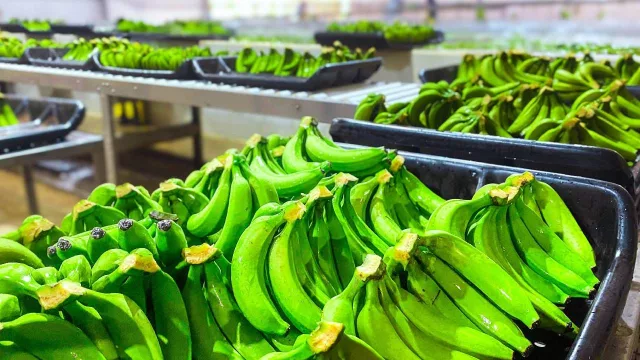Una desregulación del Gobierno Nacional encendió las alarmas en productores de banana de Salta