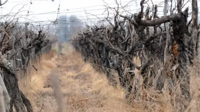 Urgente llamado ala reflexión y al rescate del productor mendocino