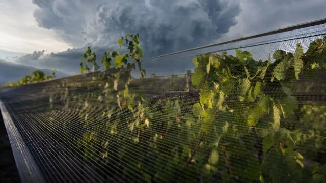 Con la vista puesta en El Niño: cómo se preparan los cultivos mendocinos para una temporada de clima extremo